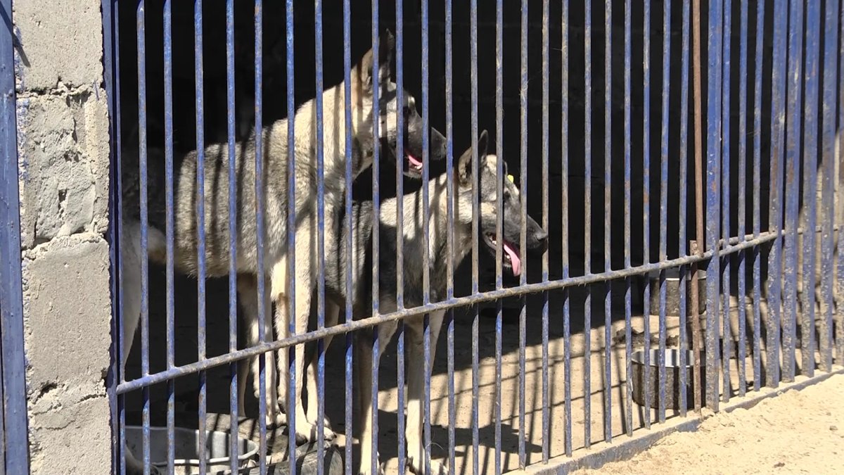 Дети или животные? Приют для бездомных собак и кошек оказался в центре скандала в Павлодаре