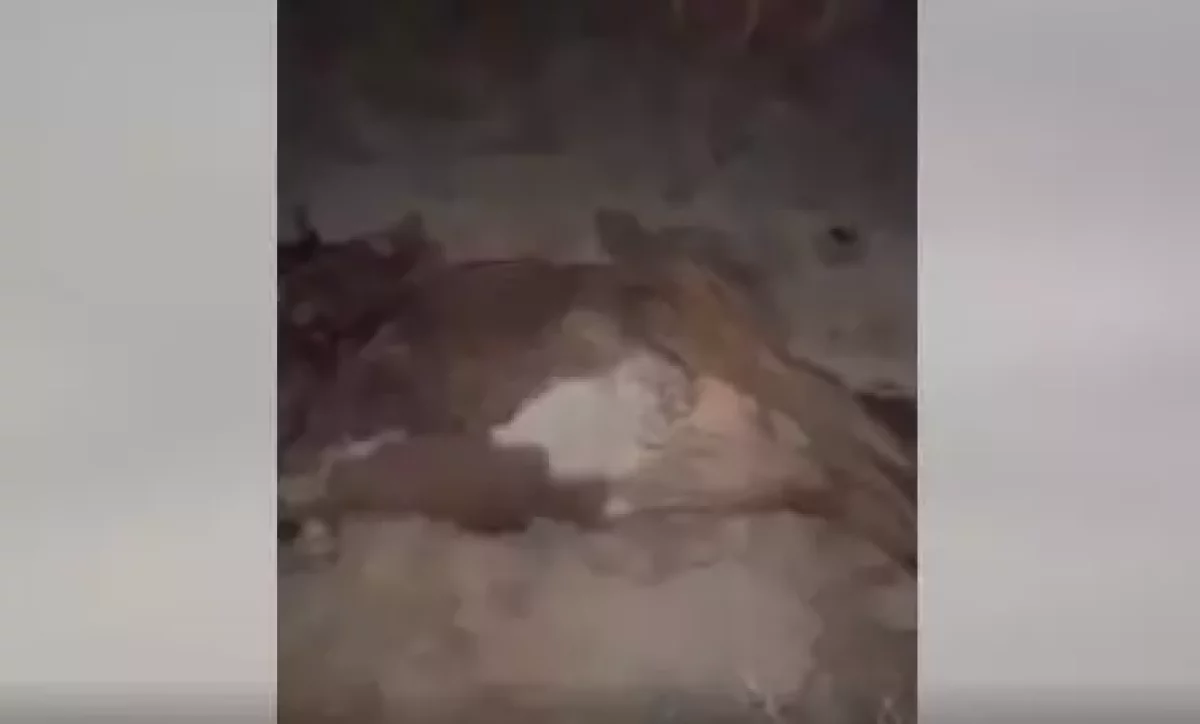 Атырау облысында көлік сиырды қағып кетіп, жүргізуші қаза тапты