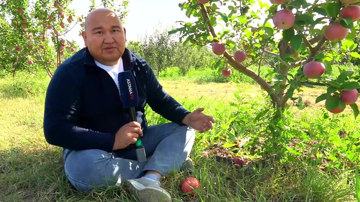 Оралдық бағбан Ақжайықты алма бағына айналдырмақ
