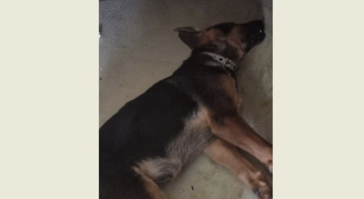 Собака умерла после чипирования в Караганде