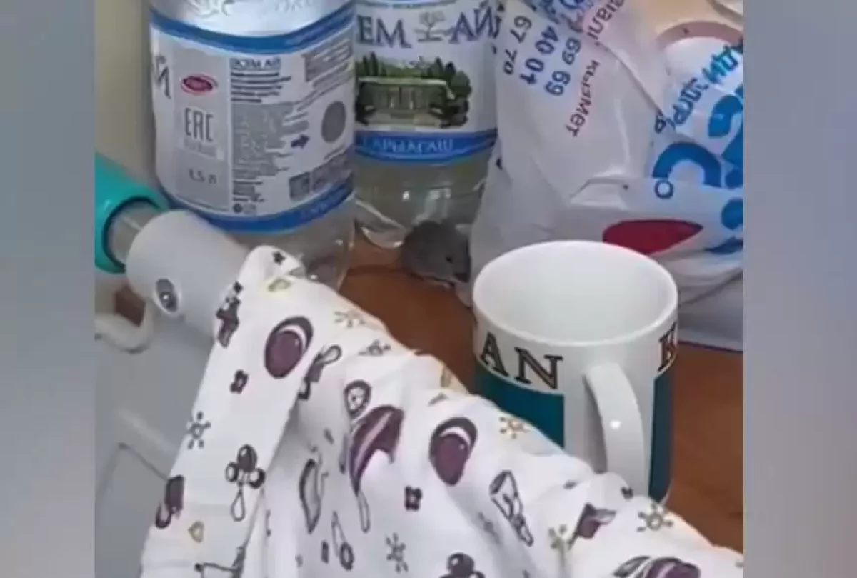 Атыраудағы перинаталдық орталықтың палатасын тышқан аралап жү