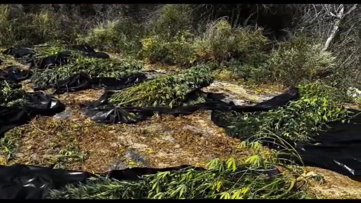 Спецоперацию по ликвидации плантации индийской конопли провели МВД и КНБ