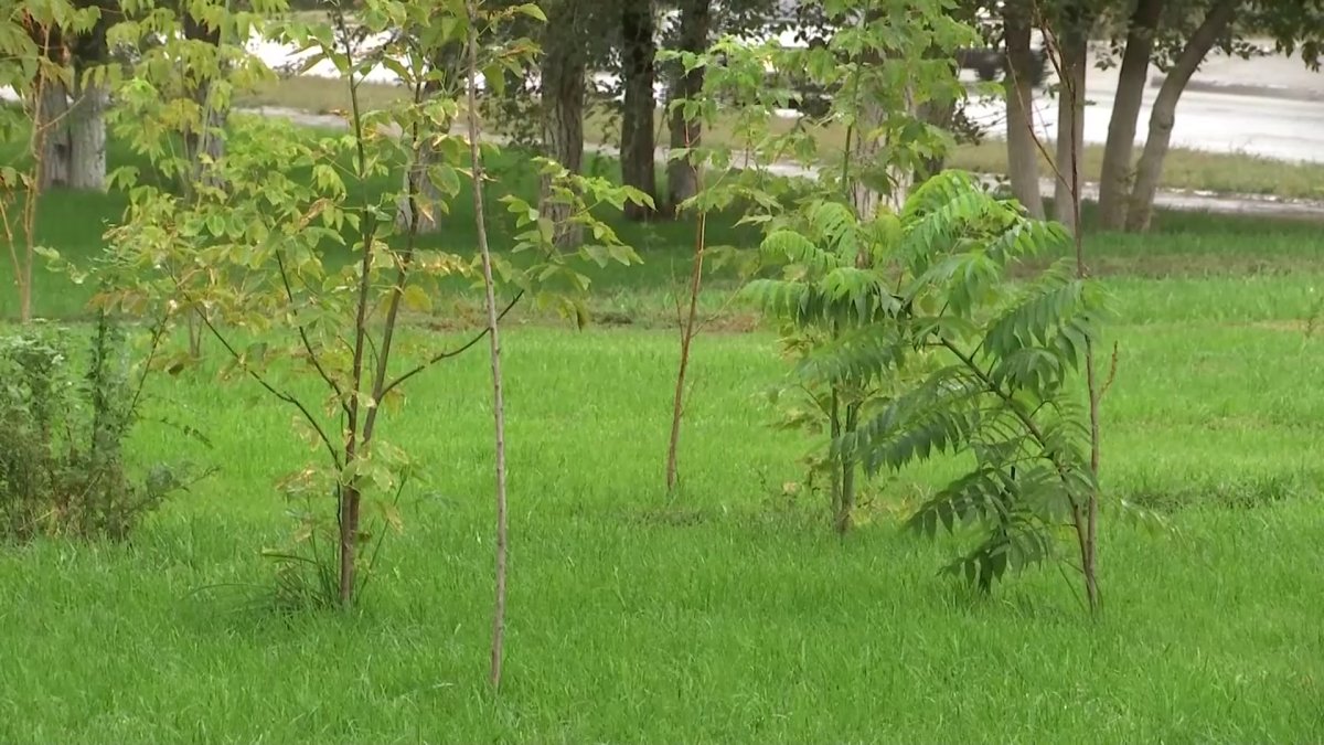 Сотни деревьев погибают в Актобе без полива