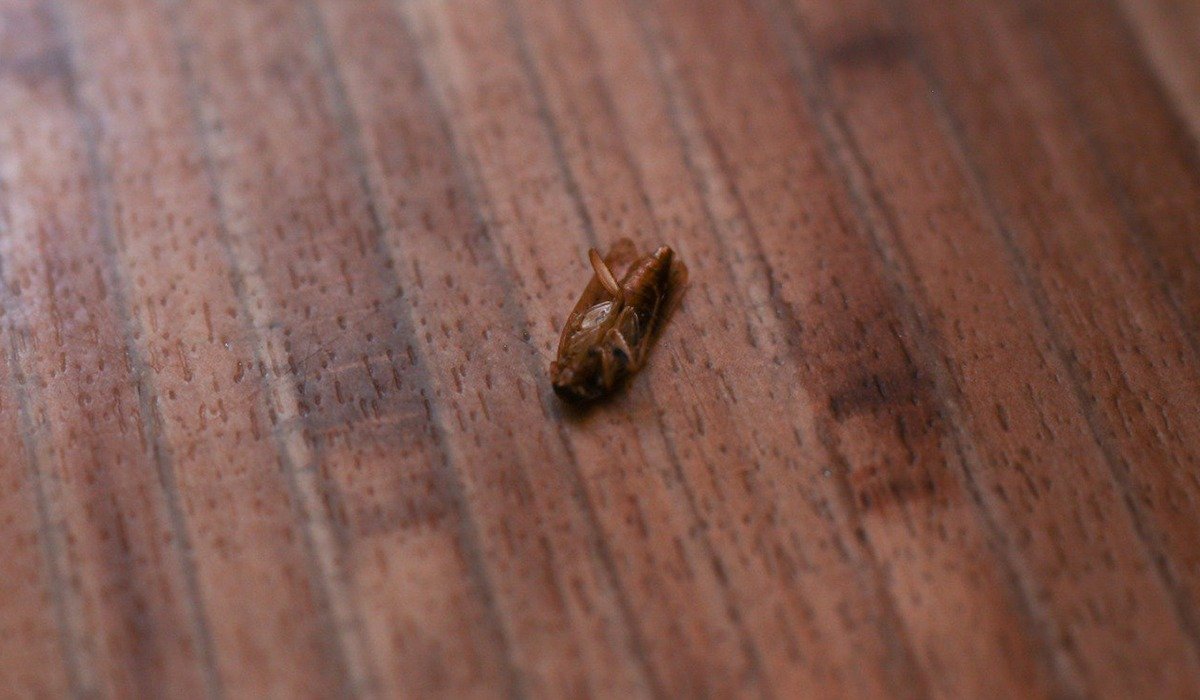 «Қаптаған тарақандар мен жәндіктер»: студенттік жатақханаларға мониторинг жүргізілді