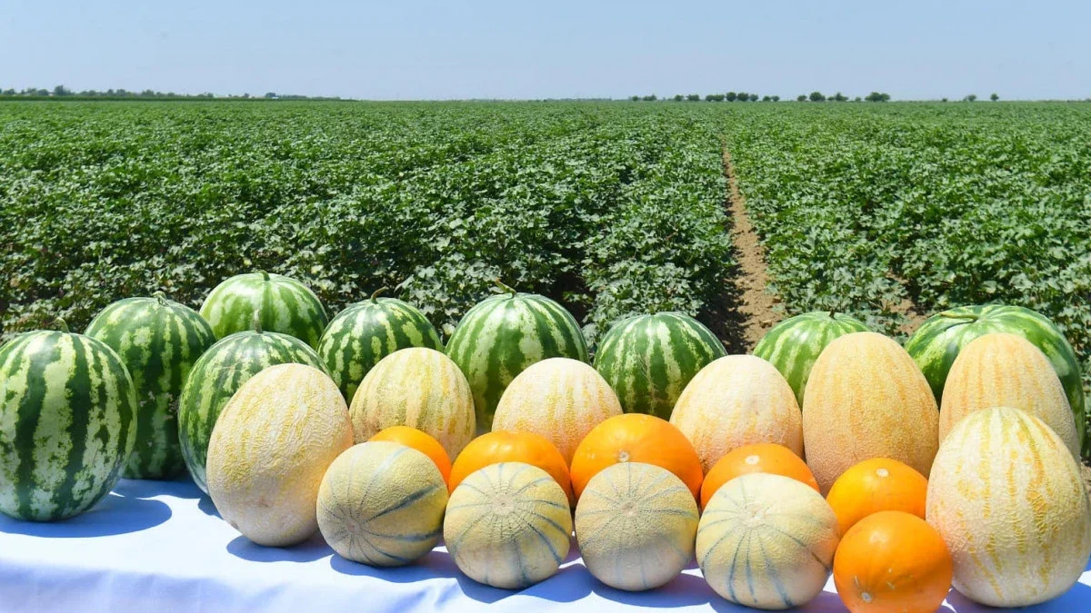 Түркістанда 3 млн тонна көкөніс пен бақша өнімдері жиналды