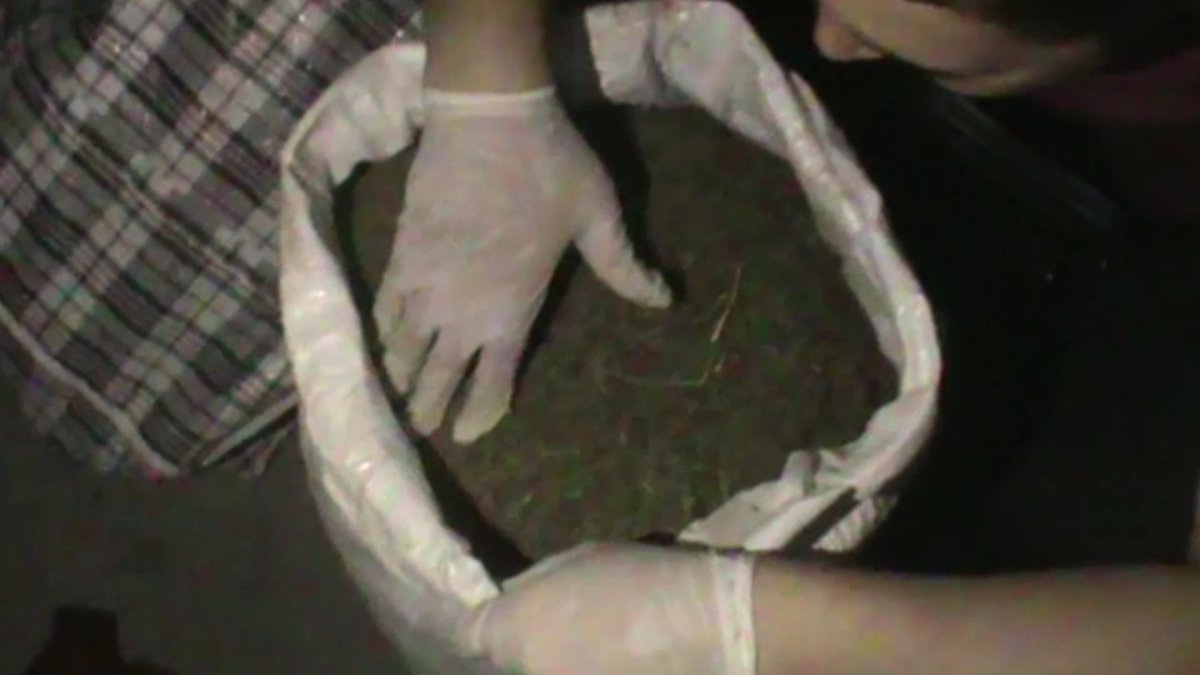 Шымкентте такси жолаушысынан 10 келіден асатын марихуана табылды