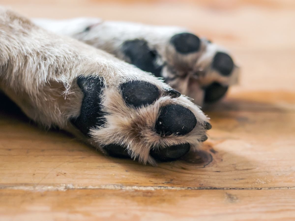 Собаку зарезали на глазах у детей в Уральске