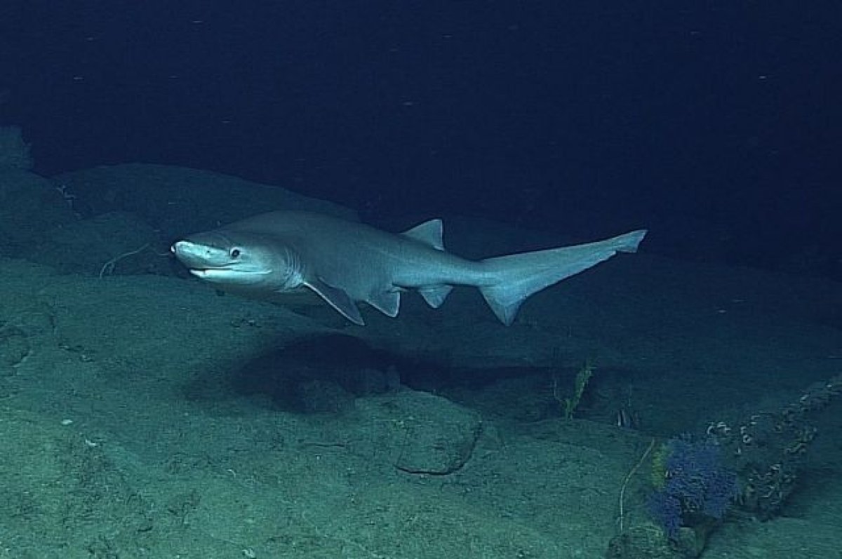 Рыбак поймал на крючок акулу и едва не погиб (ВИДЕО)