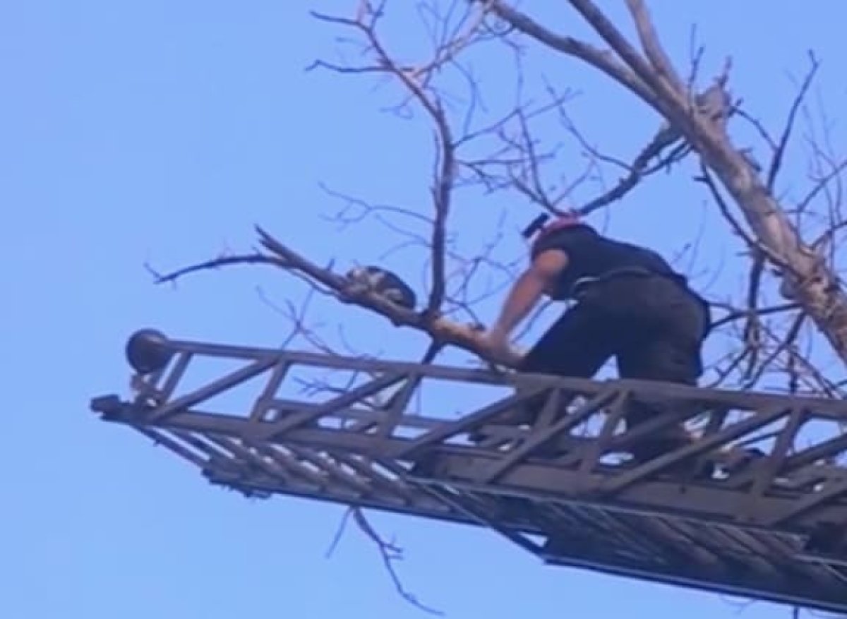 Ради спасения кошки в Усть-Каменогорске развернули автолестницу