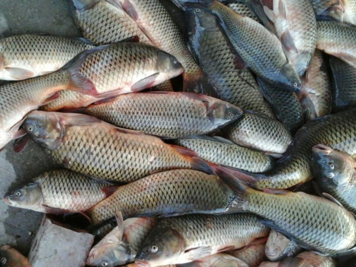 Жыл басынан бері 80 тоннаға жуық заңсыз ауланған балық тәркіленді