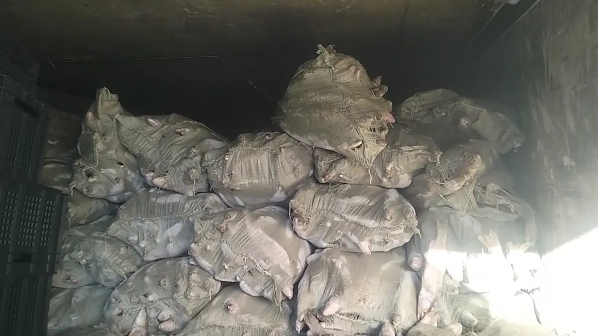 Рыбу на 50 миллионов тенге незаконно перевозил житель ВКО