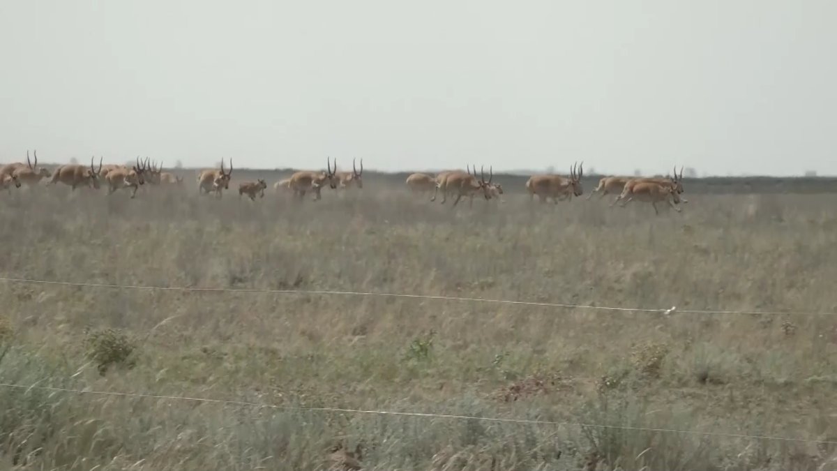 БҚО шаруалар киіктен зардап шегіп отыр