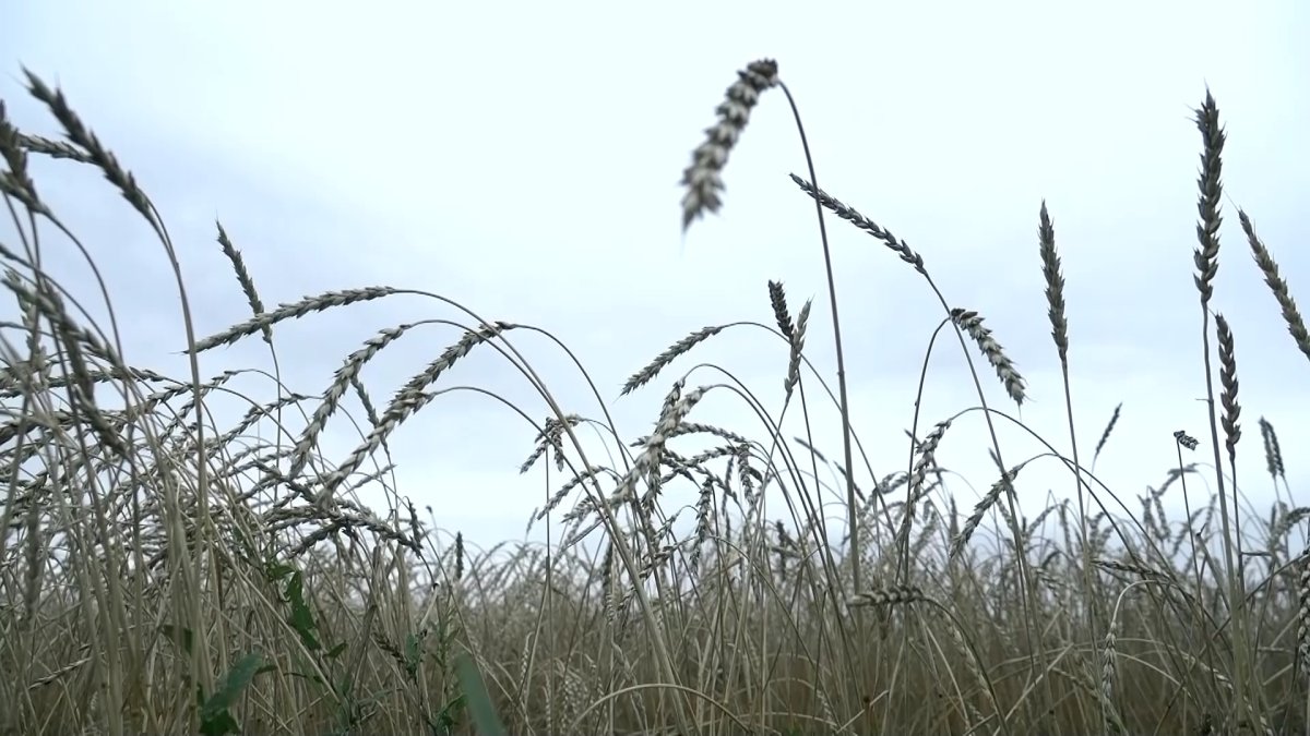 «Ситуация тяжёлая»: аграрии на севере страны требуют ввести режим ЧС из-за плохого урожая