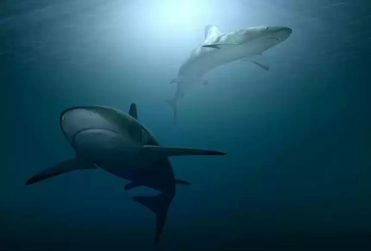 Мысырда акула тағы да адамға шабуылдады