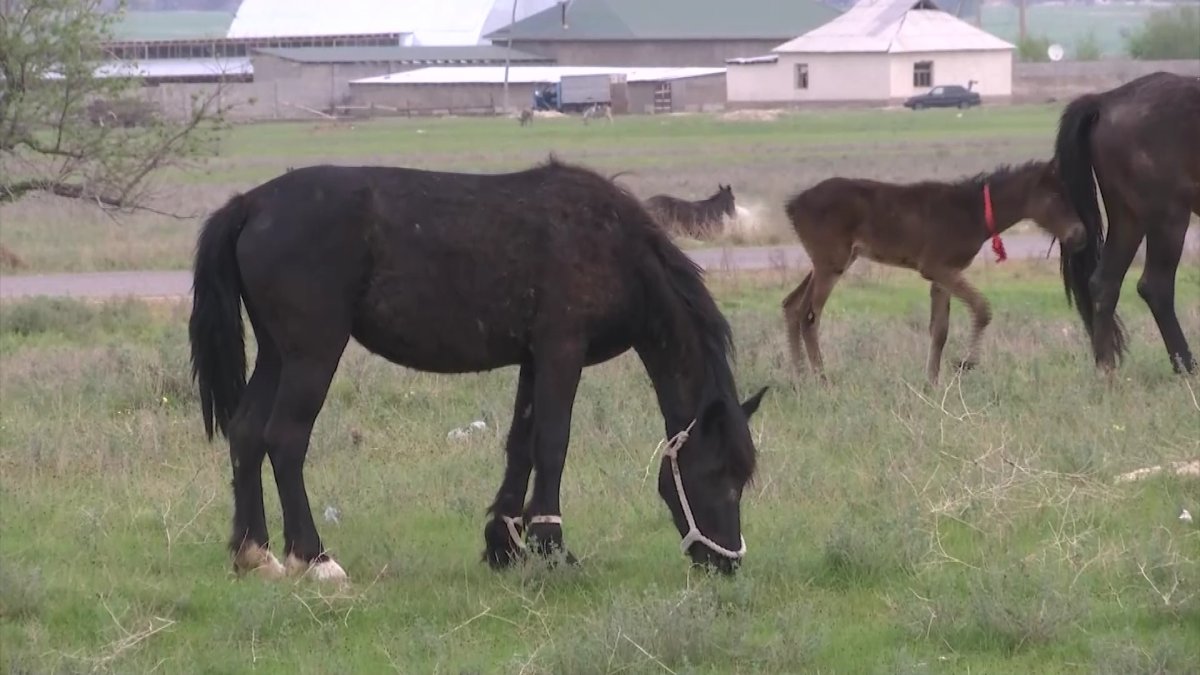 «AMANAT» партиясы шаруаларға көмектеседі
