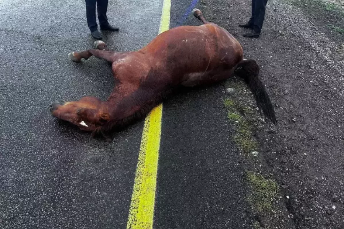 Жылқы жолға шауып шыққан