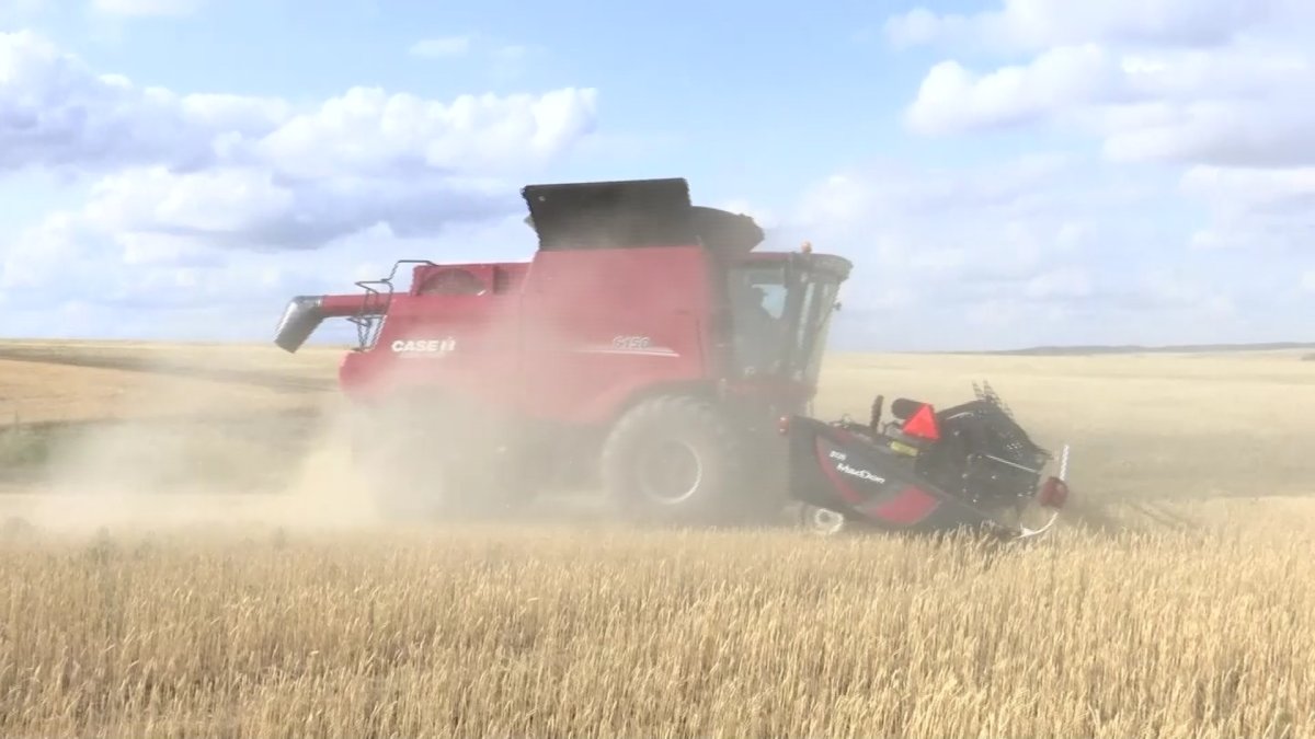 Ақтөбелік  диқандар дабыл қағуда: астық  жарамсыз боп қалды