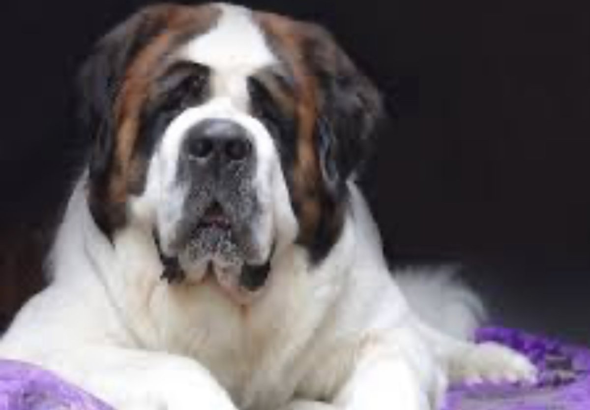 Собака укусила ребёнка за половые органы в ЗКО