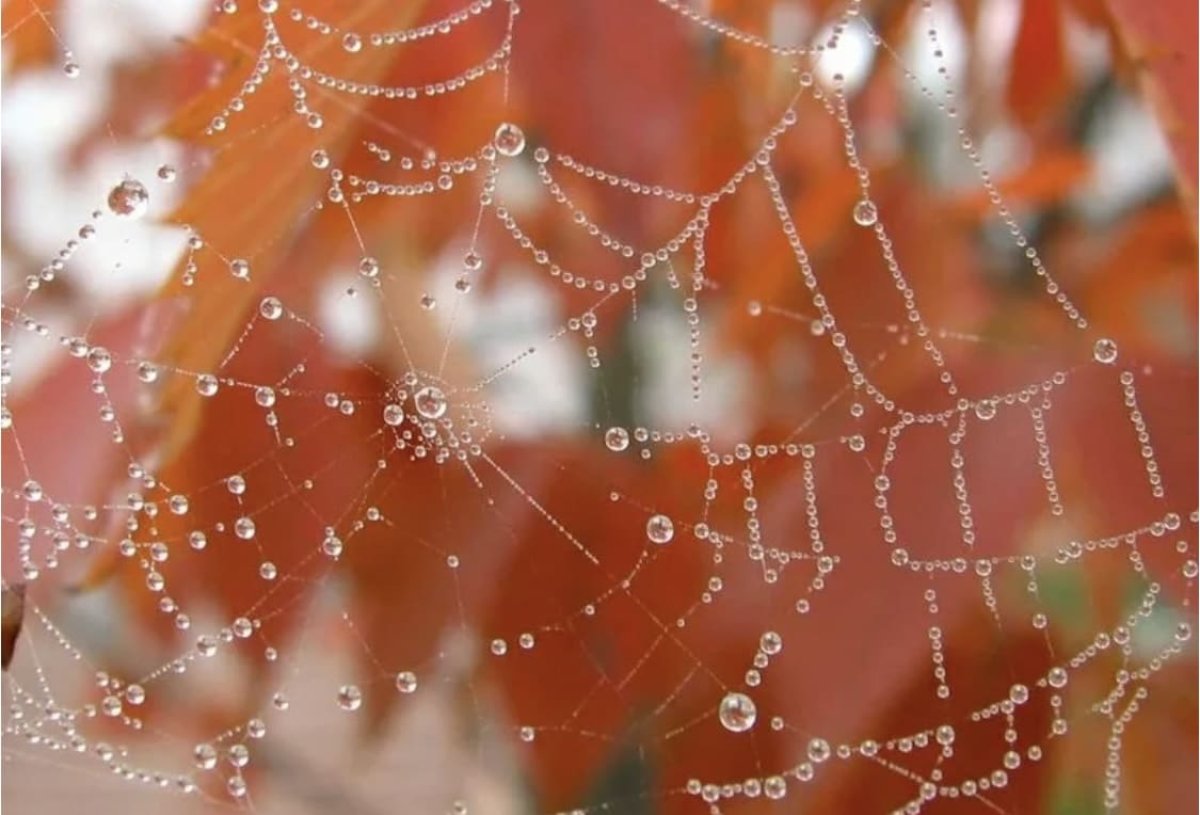 Это бабье лето? Прогноз синоптиков на выходные