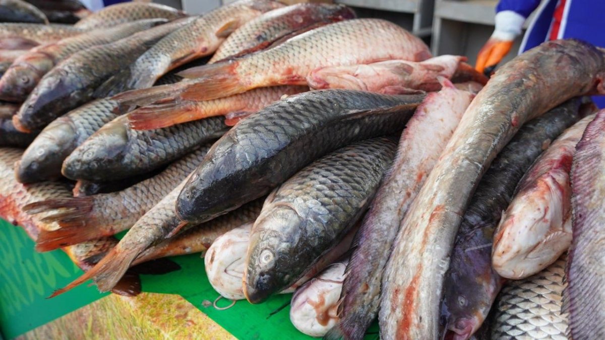 Елордада Қызылорда облысының ауыл шаруашылығы жәрмеңкесі өтіп жатыр