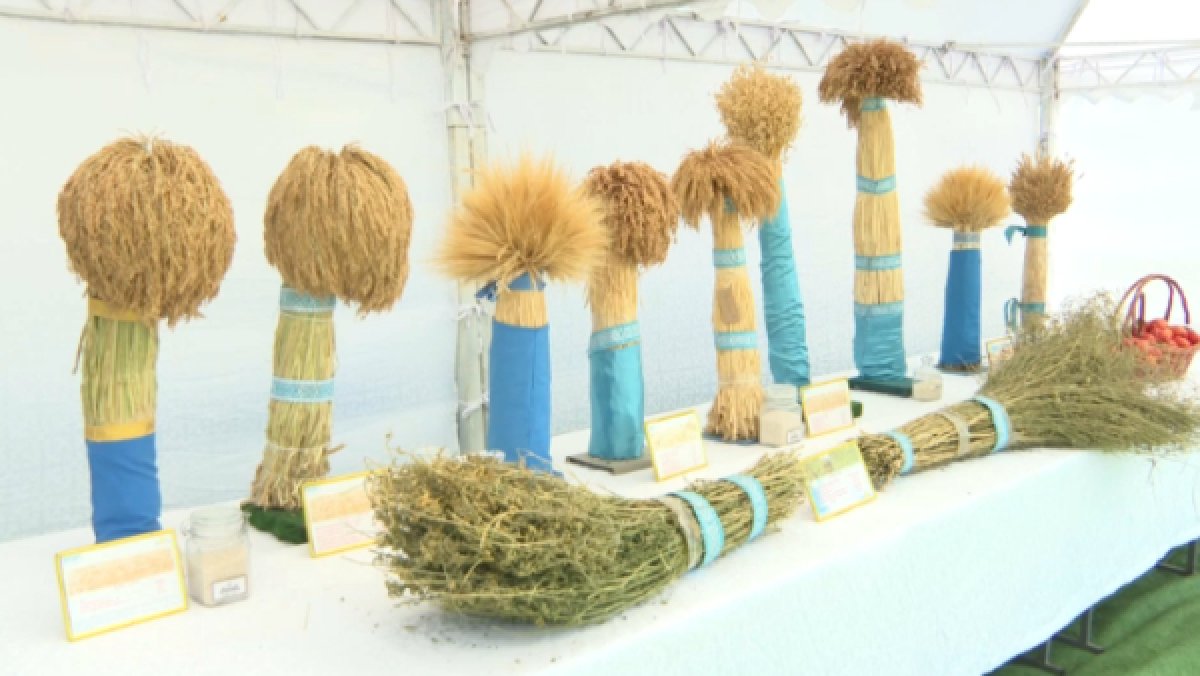 Қызылордалық ғалымдар отандық күріш сұрпын шығарды