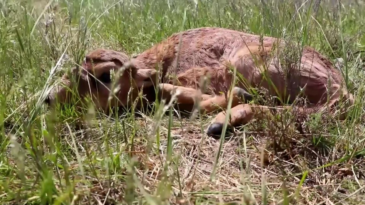 Еліміздегі ақбөкен саны 2 миллионға жетті
