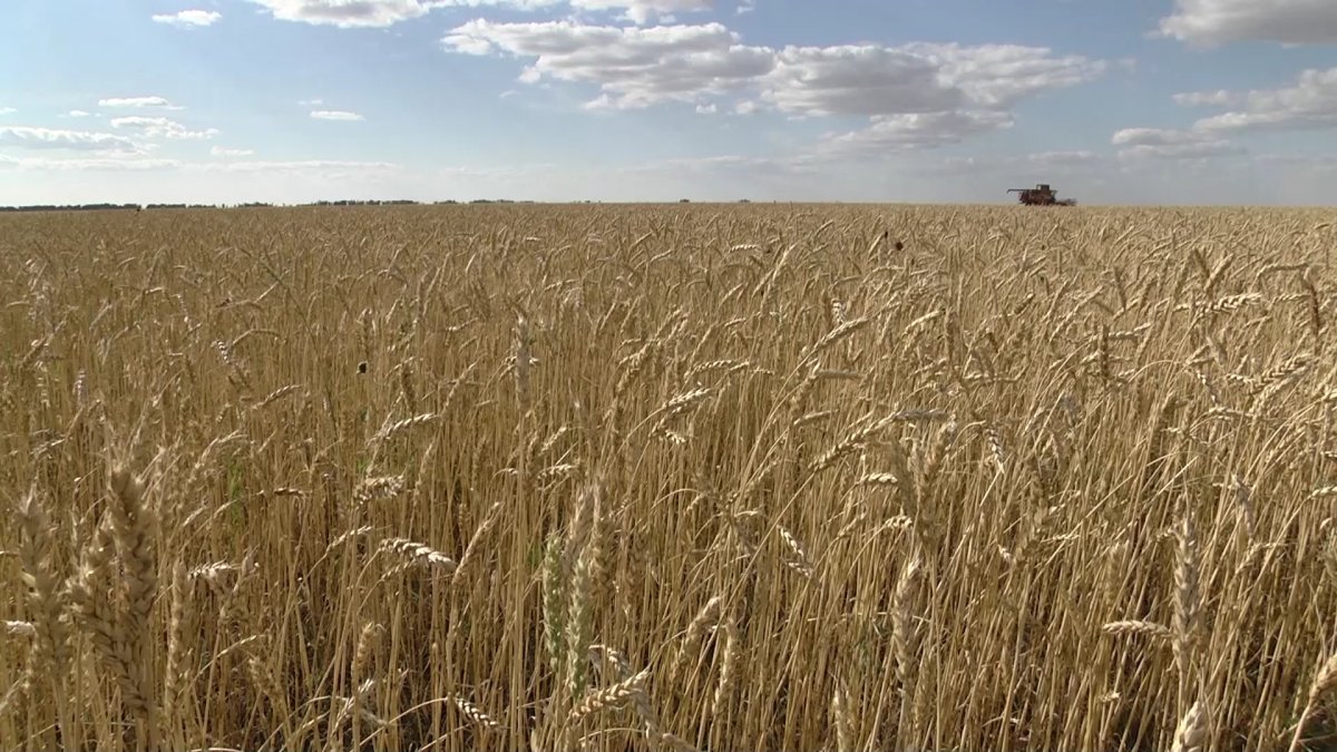 "Жаңа түсімнің сапасы нашарлап, өнімнің жартысынан көбі шіріп кетті",- ауыл шаруашылығы вице-министрі