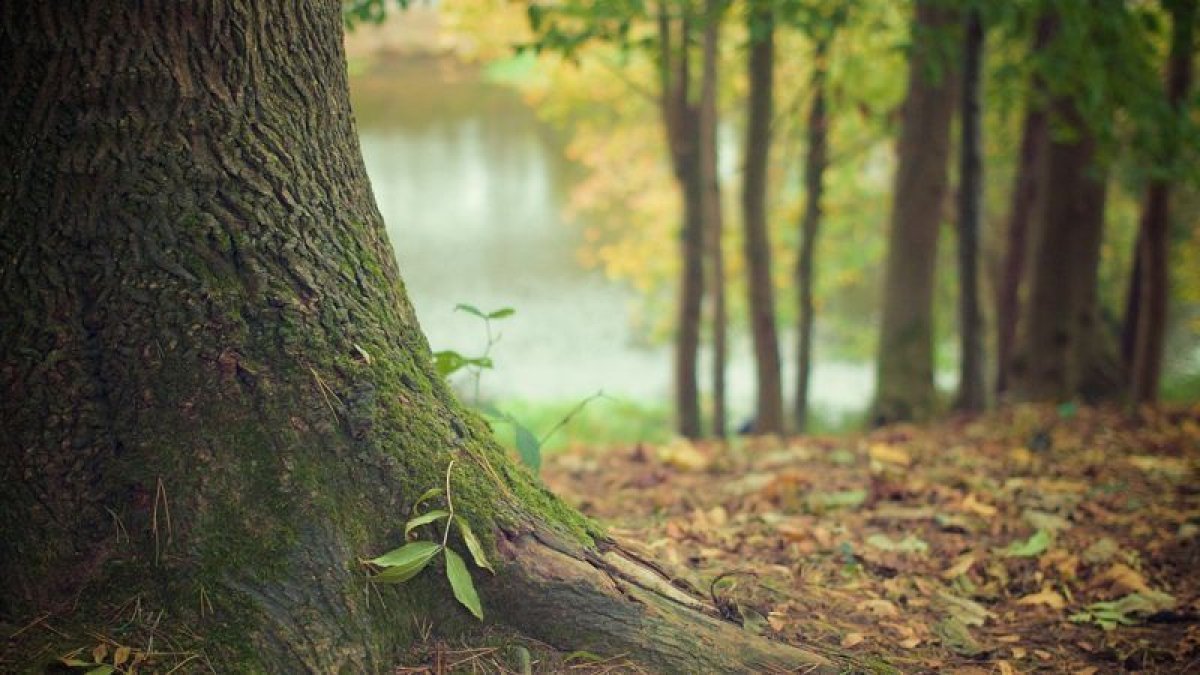 Қостанай облысында шаруалар 2 мың гектар орманды заңсыз иемденіп алған