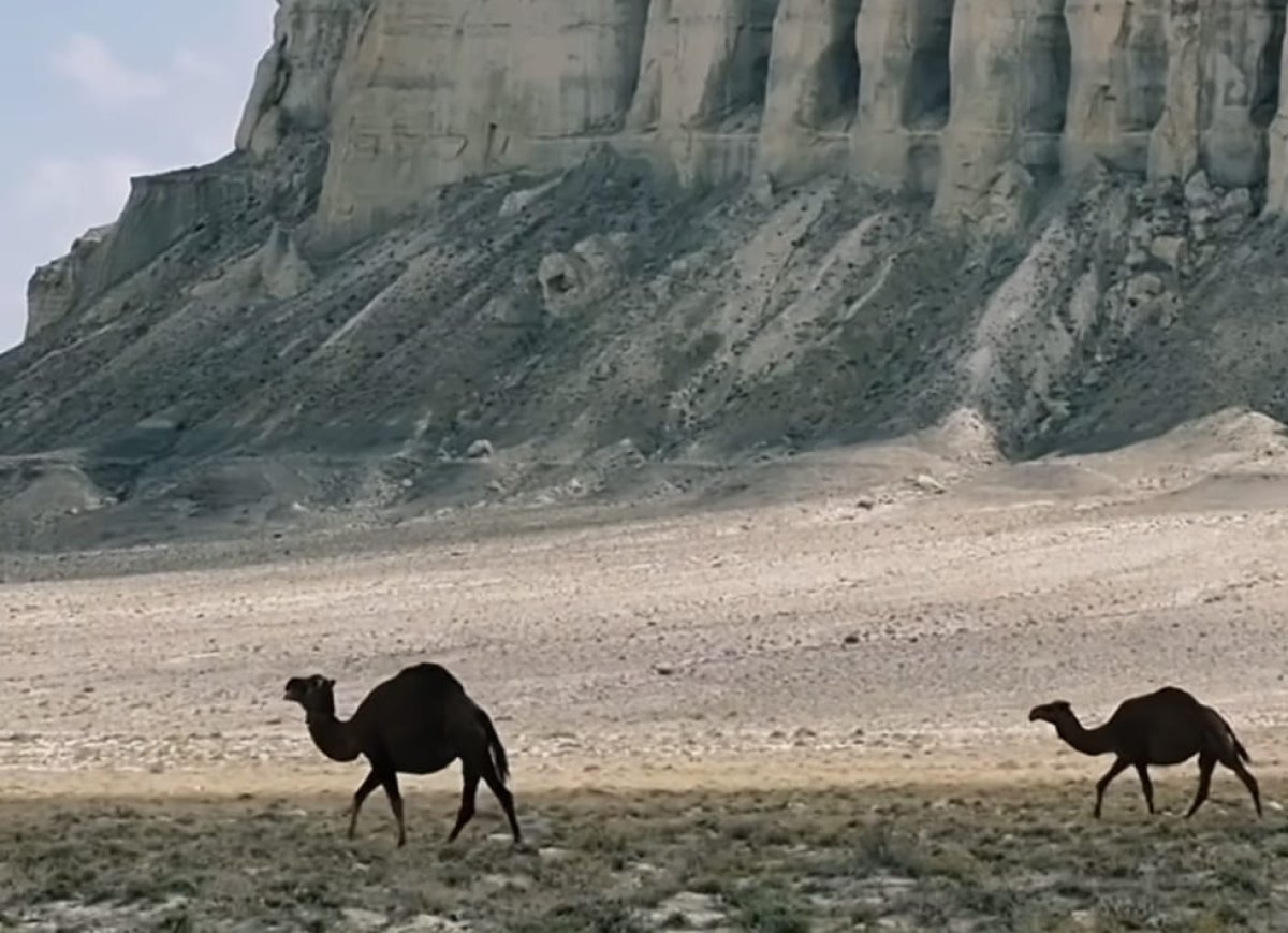 "Двуногих нет, свобода": "замки" Мангистау обсуждают казахстанцы