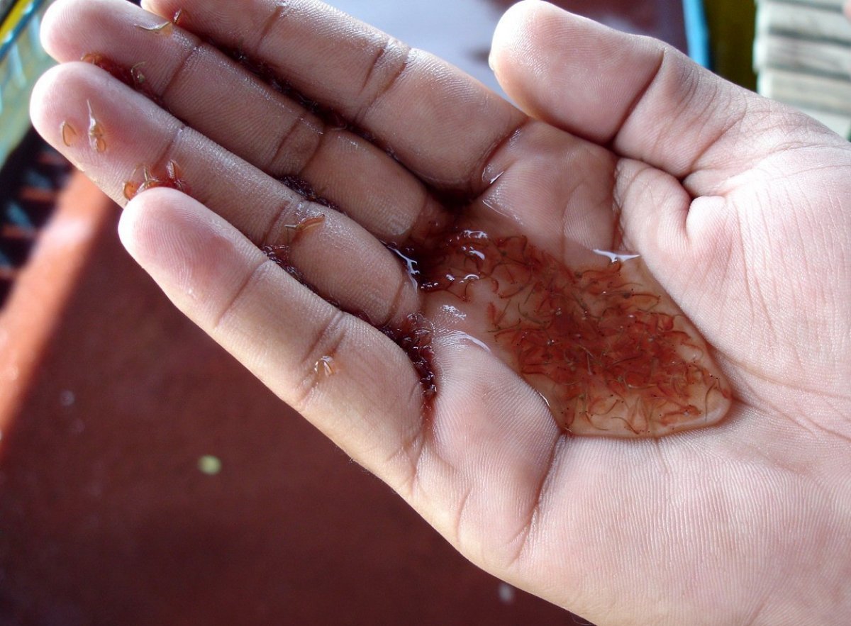 Граждане Китая организовали подпольную лабораторию по производству ценных рачков в Павлодаре