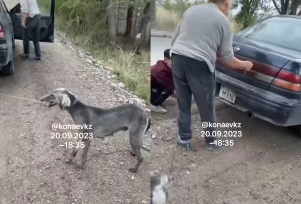 Алматы облысында әйел тазы итті көлігімен сүйреген