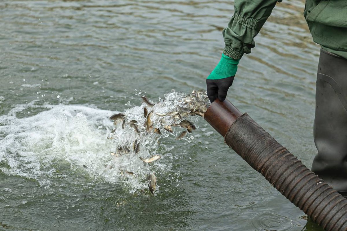 300 тысяч карпов выпустили в Есиль в Астане