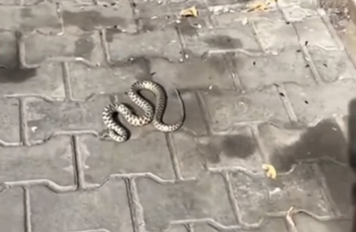 Чья жена? Змею заметили в Петропавловске