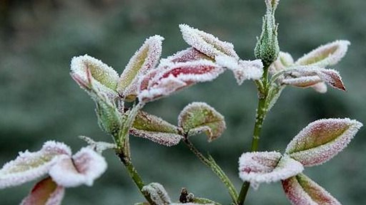 Жексенбіде бірнеше өңірде қар аралас жаңбыр жауып, үсік болады