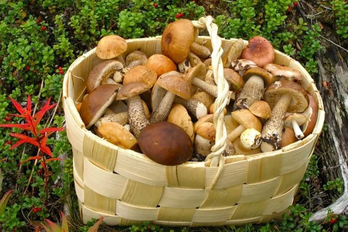 Қарқаралыда саңырауқұлақ теруге кеткен әйелдің мәйіті табылды