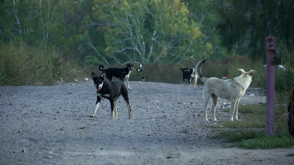 Солтүстік Қазақстан облысындағы Бәйтерек ауылында қаңғыбас иттер қойды талап жатыр