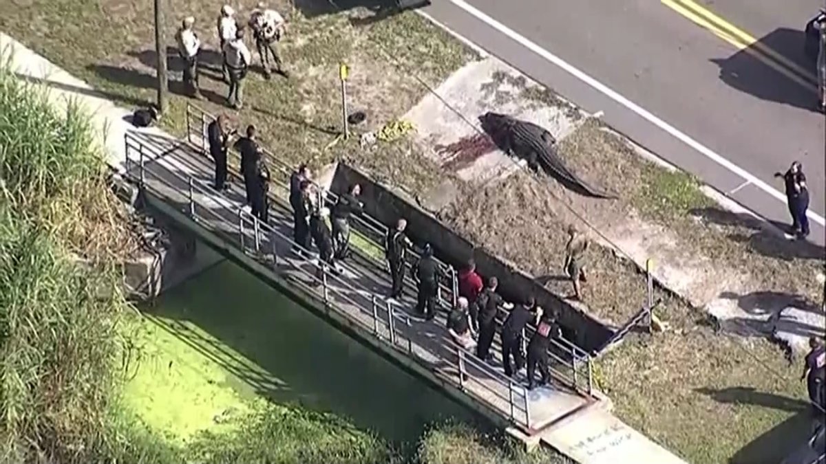 Огромного аллигатора с человеческими останками в пасти поймали в США