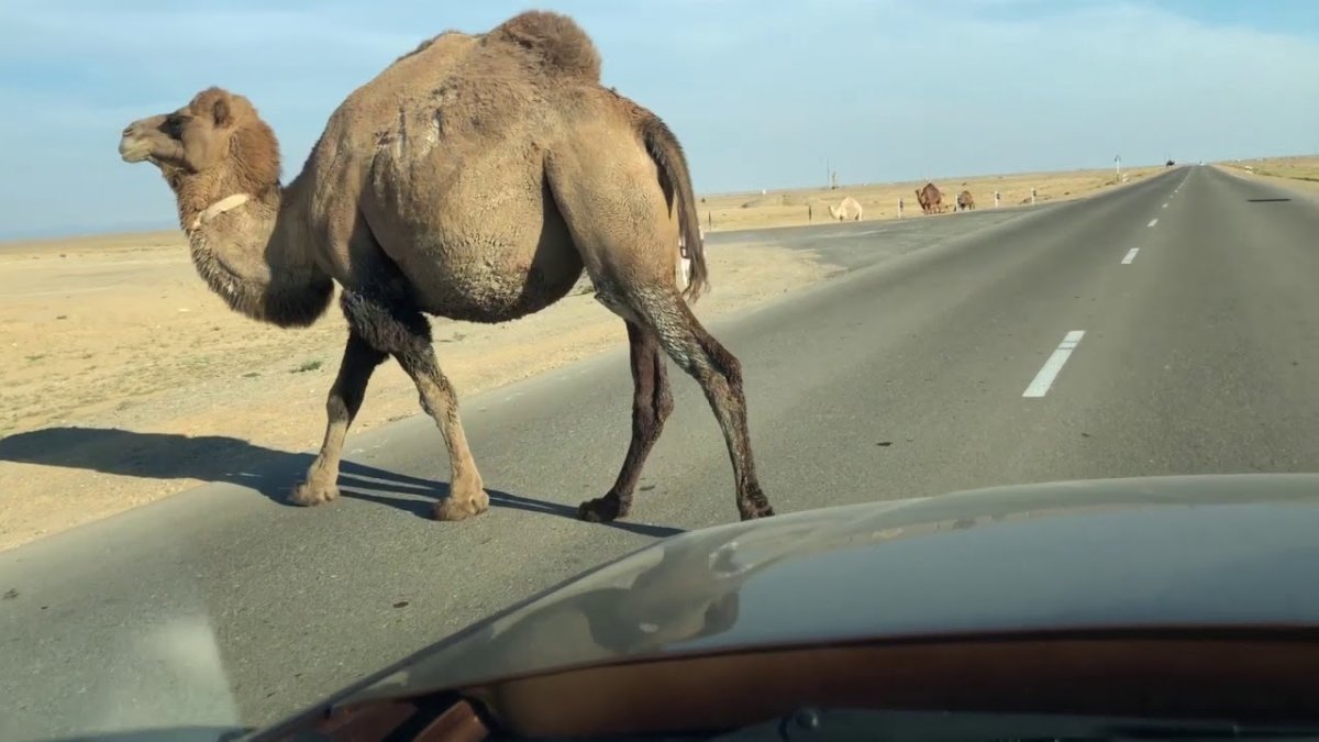 В Жанаозене водителю чудом удалось избежать столкновения с верблюдами