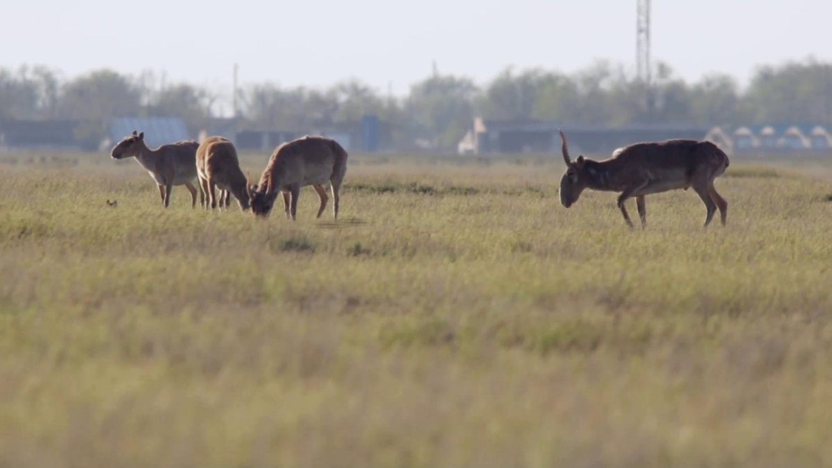 Батыс Қазақстан облысында киік өлексесі көбейген