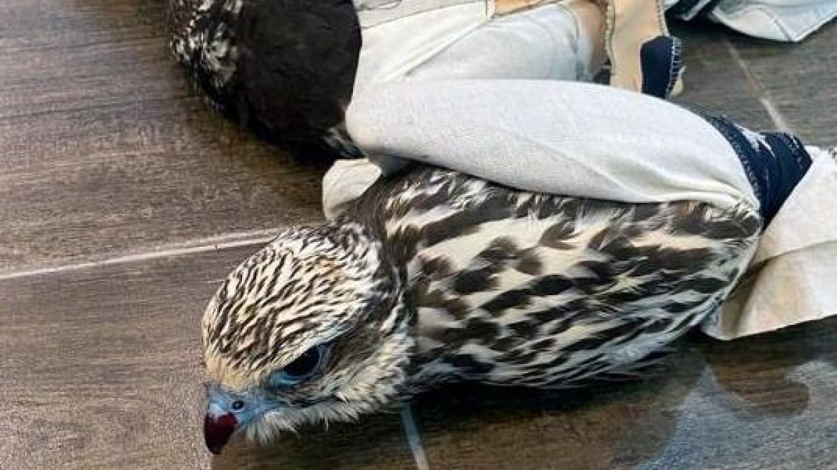 Ителгі құсын Қазақстаннан алып шықпақ болған