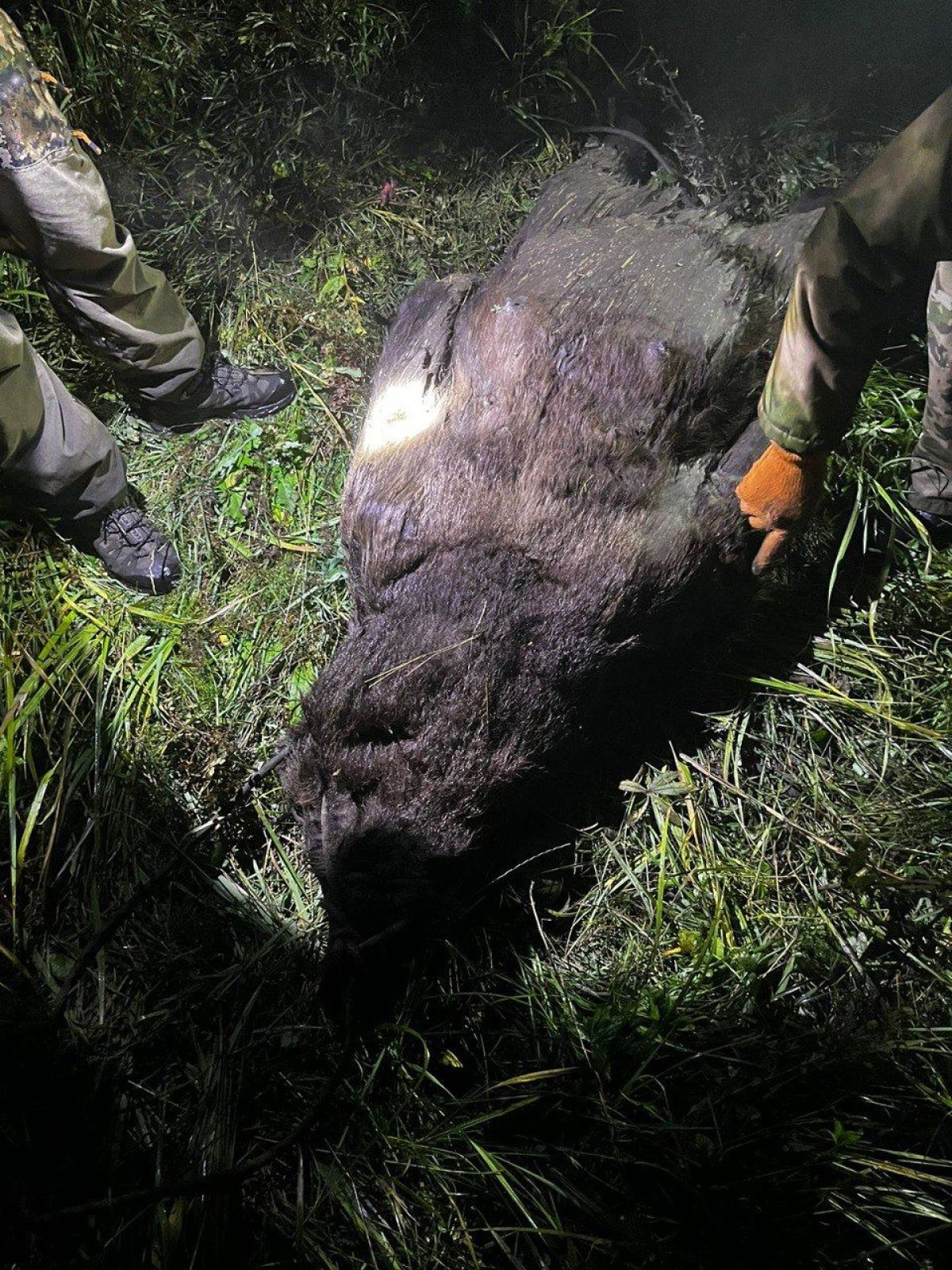 Браконьер застрелил медведя в ВКО: мясо он планировал съесть