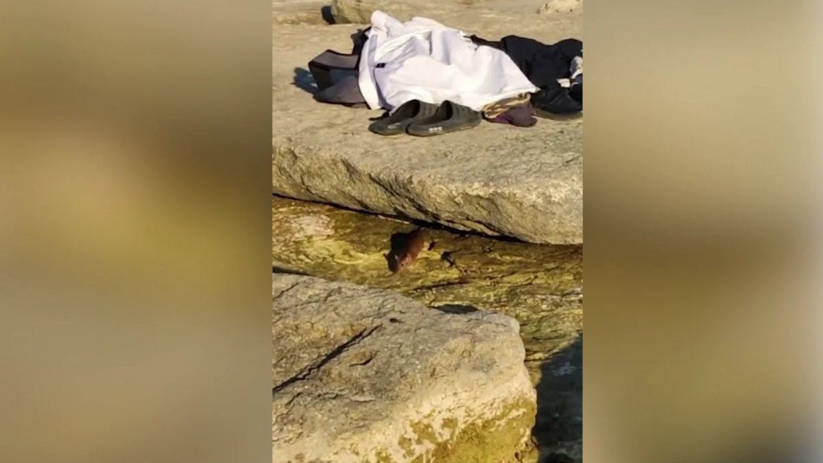 Нашествие крыс в Актау: грызуны атаковали набережную