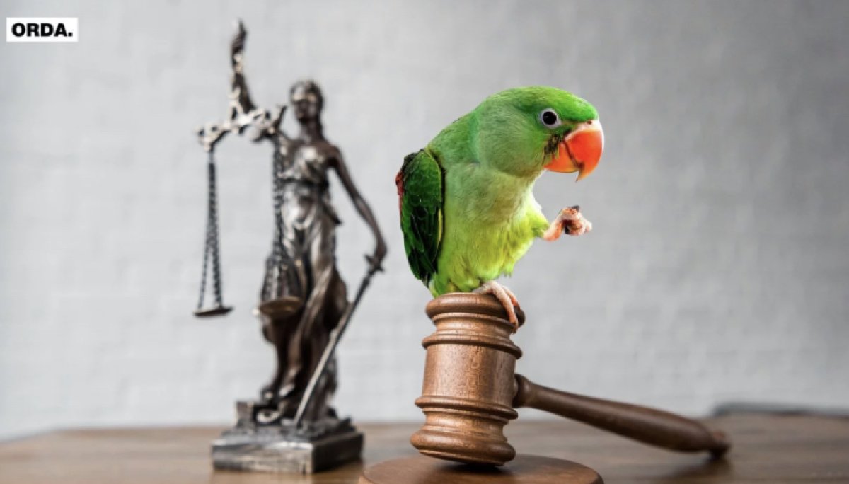 Алматинец пытается отсудить у бывшей жены попугая