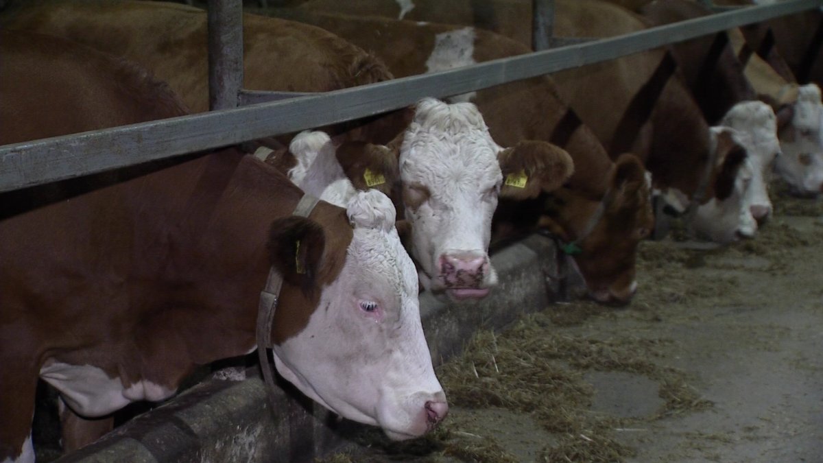 Мелкие КХ и личные подсобные хозяйства Казахстана могут оказаться на грани закрытия