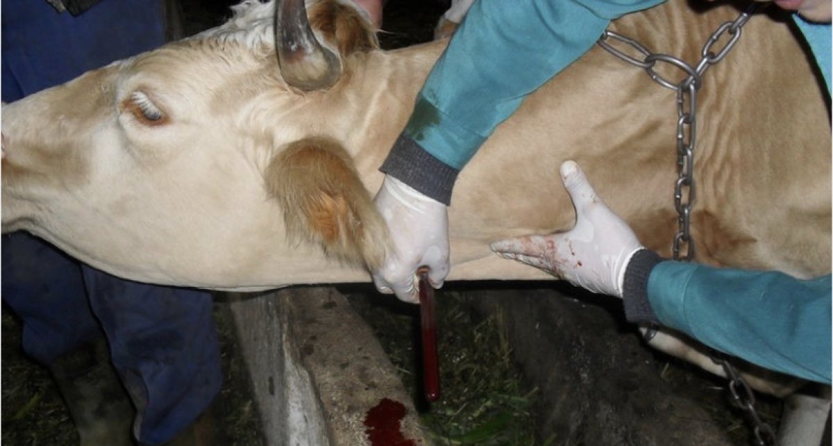 13 акмолинцев заразились сибирской язвой