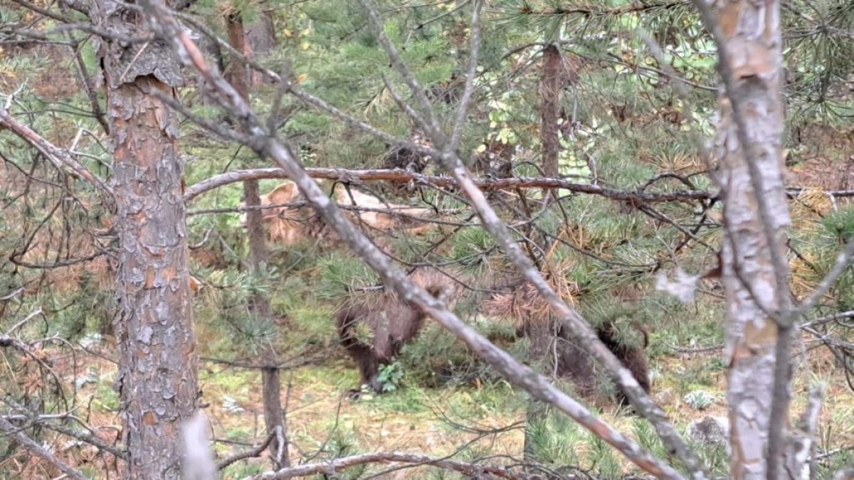 Грибников ВКО предупредили об опасности