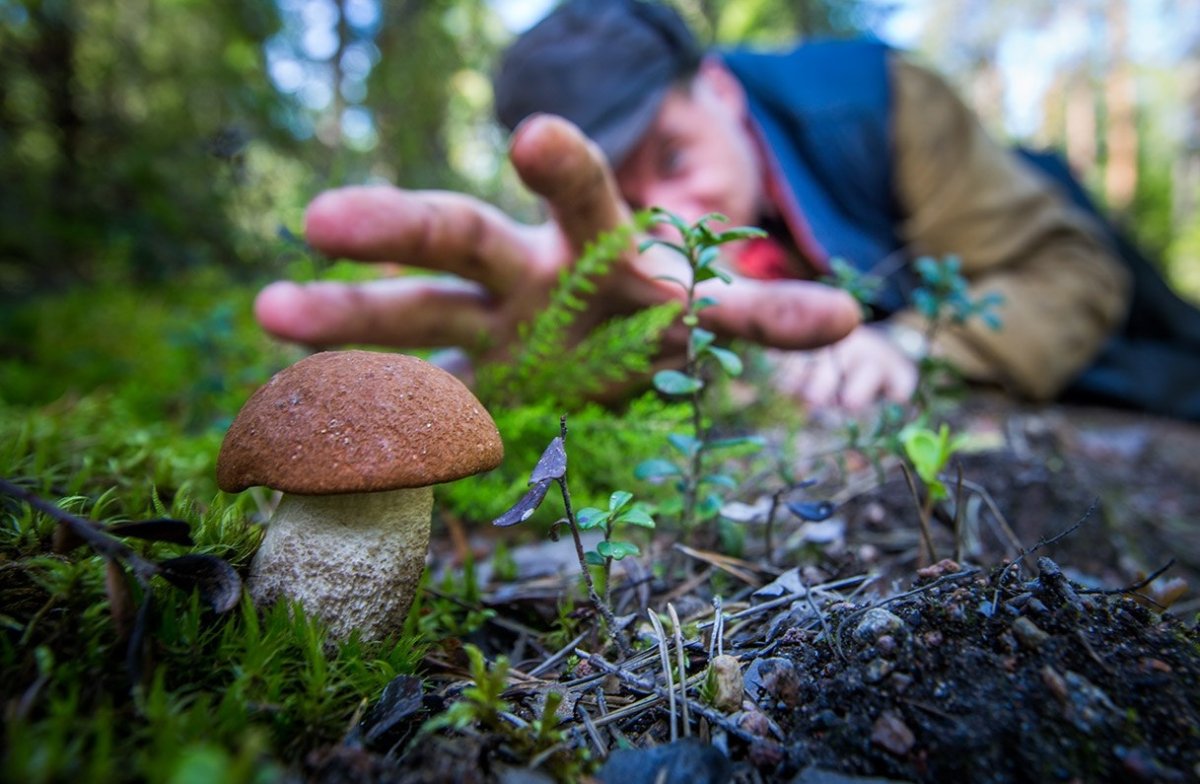 Пожилой грибник потерялся в Бурабае и прошел 16 километров по лесу
