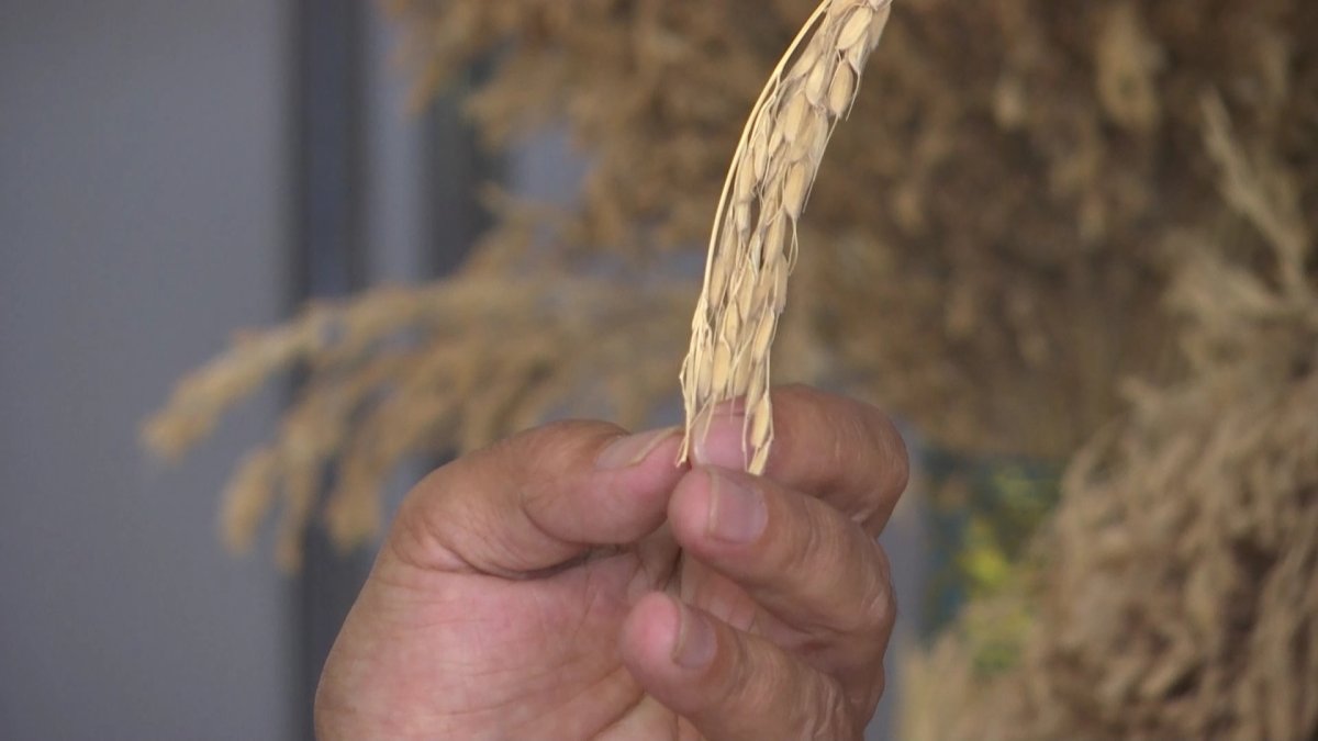 Диқандарды тұқыммен қамтамасыз ету өзекті мәселеге айналды