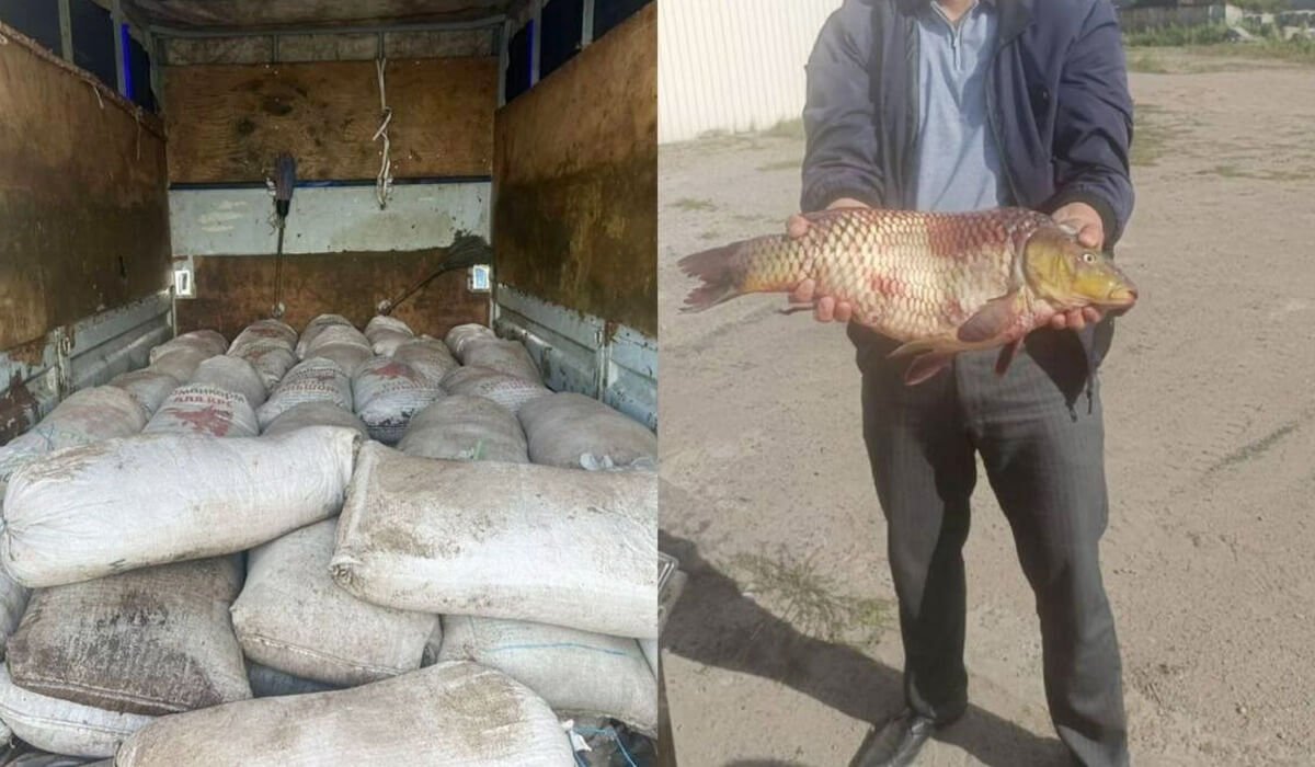Павлодарда 2,5 тонна шаян мен 515 келі балық аулаған браконьерлер ұсталды