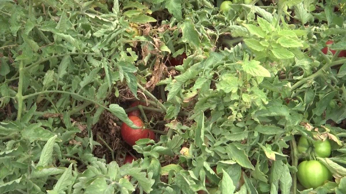 Қызылордалық азамат суды үнемденудің тың тәсілін ойлап тапты